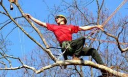 Tree climbing o arboricoltura: cos’è e come diventare arbonauta