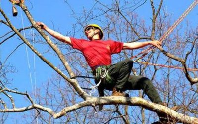 Tree climbing o arboricoltura: cos’è e come diventare arbonauta