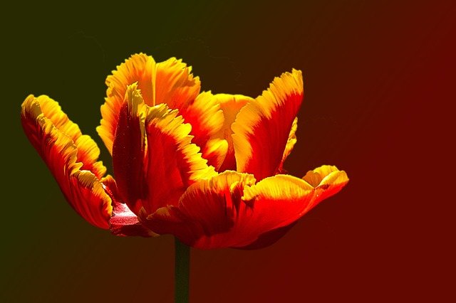 tulipe perroquet