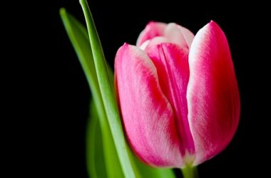 Scopriamo insieme tutte le tipologie di tulipani