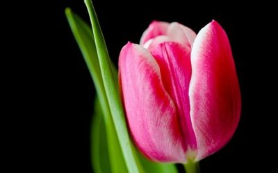 Scopriamo insieme tutte le tipologie di tulipani