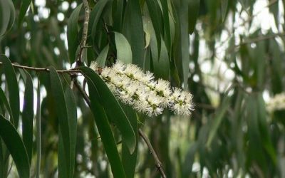 Cajeput, un olio essenziale insetticida da conoscere