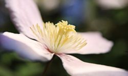 Ecco 5 fiori estivi facili da coltivare
