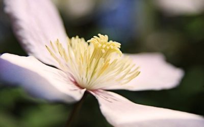 Ecco 5 fiori estivi facili da coltivare