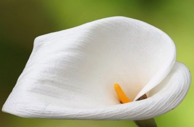 Coltivare la calla in casa o in giardino: ecco come ottenere magnifiche fioriture