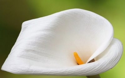 Coltivare la calla in casa o in giardino: ecco come ottenere magnifiche fioriture