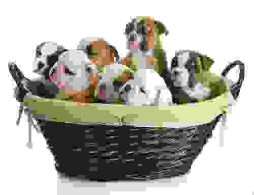 bullldog -cuccioli