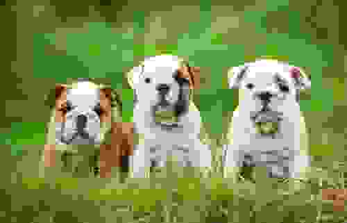 bulldog