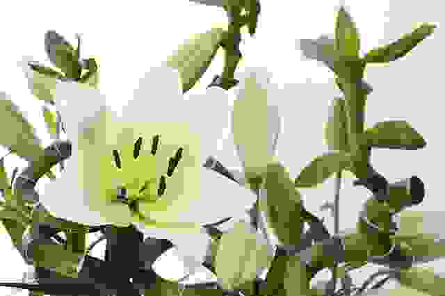 come coltivare il giglio