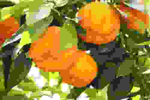 neroli - arancio amaro