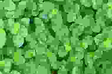 Ricette per collutori naturali fai da te