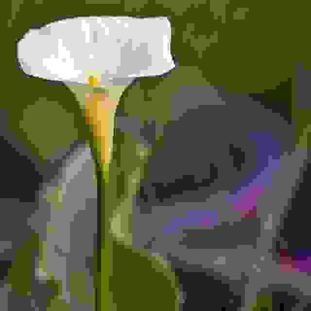 calla