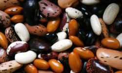 Leguminose: coltivazione e benefici