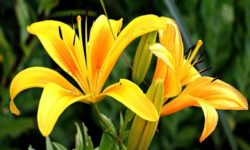 Alla scoperta del giglio, uno dei fiori più amati e coltivati
