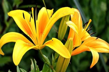 Alla scoperta del giglio, uno dei fiori più amati e coltivati