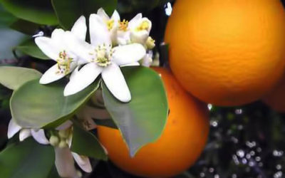 Arancio amaro, proprietà e utilizzi del neroli