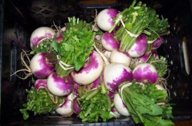 Rapa: come si cucina e le sue proprietà