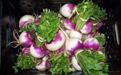 Rapa: come si cucina e le sue proprietà