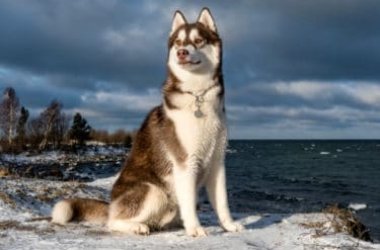 Husky de Sibérie : les secrets de ce beau et élégant chien