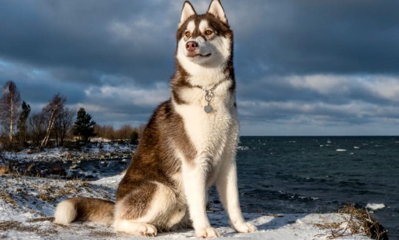 husky siberiano