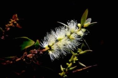 Scopriamo la pianta del Cajeput e l’olio essenziale che ne deriva