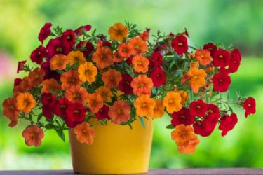Ecco 5 fiori estivi facili da coltivare