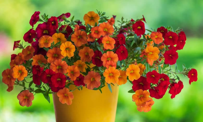 fiori estivi facili da coltivare