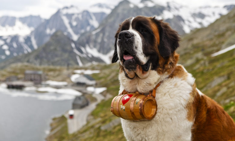 cane san bernardo