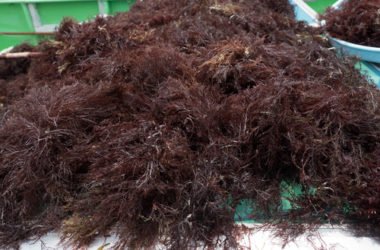 Agar Agar: quello che c’è da sapere sull’alga amica della salute