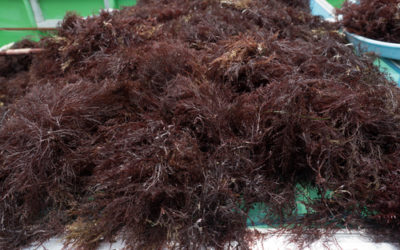 Agar Agar: l’alga amica della salute