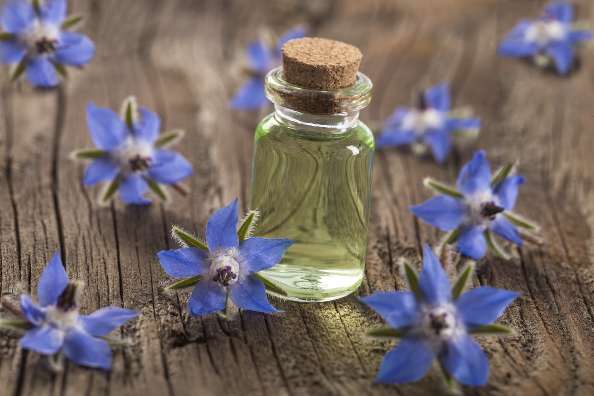 Olio di borragine: benefici per la pelle e utilizzi consigliati