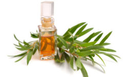 Olio di melaleuca, benefici e proprietà