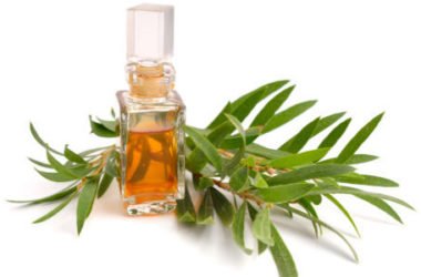 Olio di melaleuca, benefici e proprietà