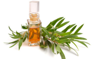 Olio di melaleuca, benefici e proprietà