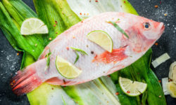 Tilapia, tutto sul pesce più mangiato al mondo