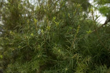 Olio di melaleuca, benefici e proprietà