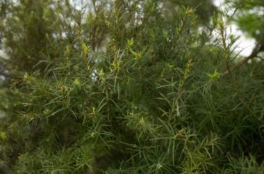 Olio di melaleuca, benefici e proprietà