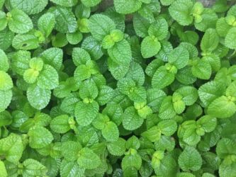 Ricette per collutori naturali fai da te