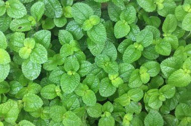 Ricette per collutori naturali fai da te