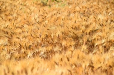 Orzo: proprietà e ricette da provare