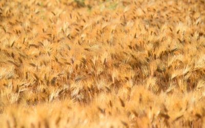 Orzo: proprietà e ricette da provare
