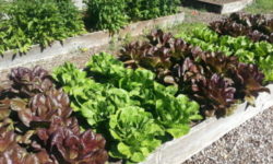 Orto: come coltivare la terra per piacere e per nutrirsi