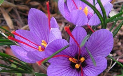 Crocus: cura e caratteristiche di questa pianta