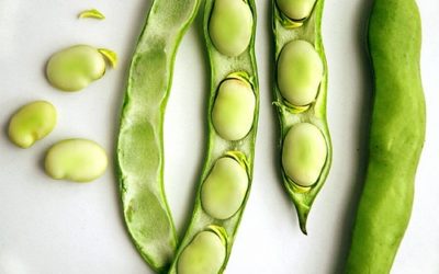 Fava: proprietà, cottura e utilizzi