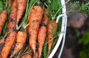 Come coltivare carote nell’orto, in vaso o dagli stessi scarti delle carote