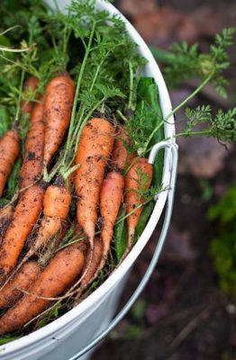 Come coltivare carote nell’orto, in vaso o dagli stessi scarti delle carote