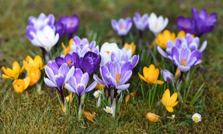 crocus