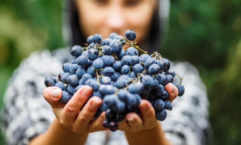 dieta dell'uva