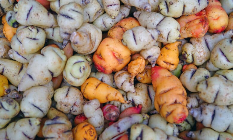 mashua o tropaeolum tuberosum