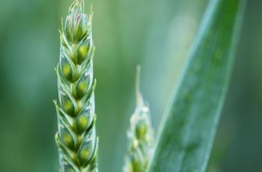 Germogli di grano: proprietà e modalità di utilizzo